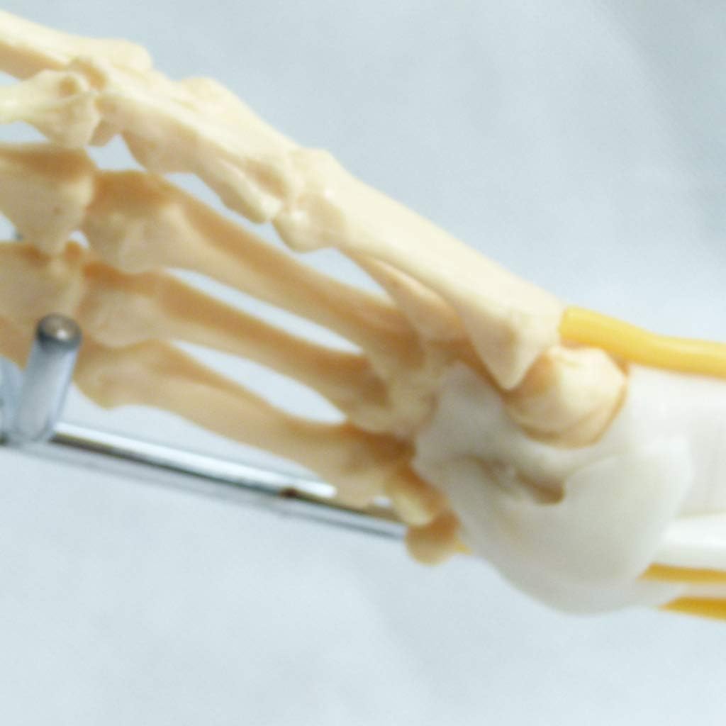 Mięśnie, Nerw, Model Więzadła, Model Paska Kończyny Górnej, Ramię, Model Szkieletu Ludzkiego, Anatomia Stawu Łokciowego, Materiały Medyczne