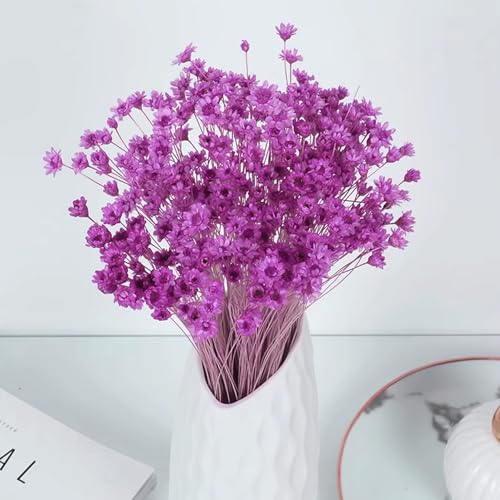 300 PCS Brazilian Daisy & Mini Daisy Dried Flowers, Purple, Baby's Breath - Image 4