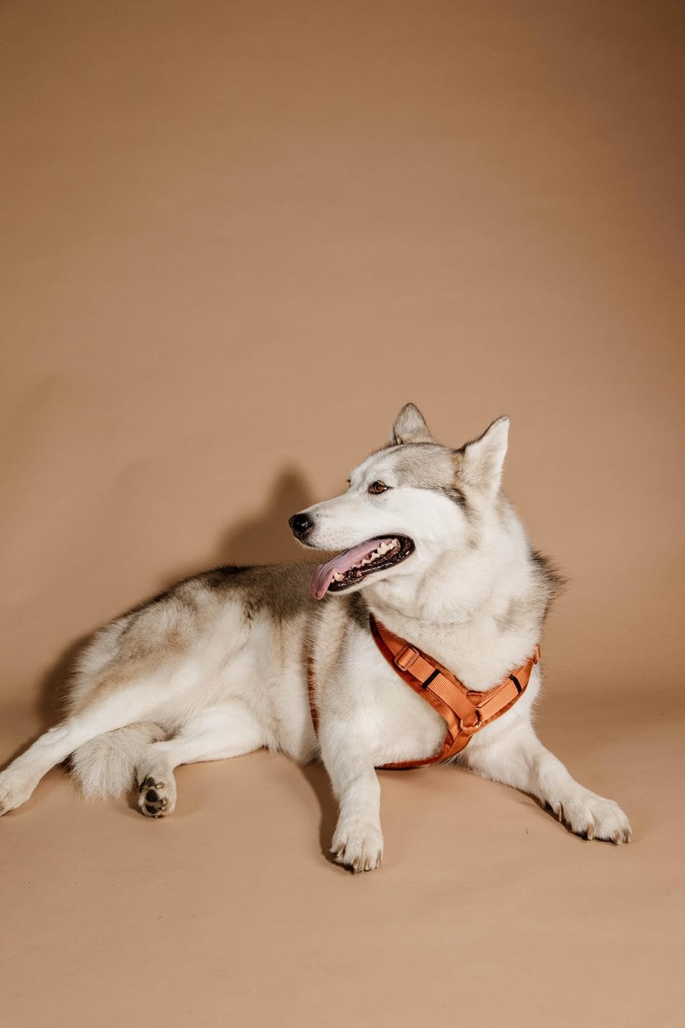 Kentucky Dogwear Uprząż dla psa aktywny aksamit, rozmiar XL, kolor: pomarańczowy, 42640-45-XL