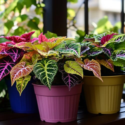 100pcs Rainbow Dragon Coleus Seeds for Planting, Vibrant Foliage, Easy to Grow, Perennial Shade Plant for Garden & Pots