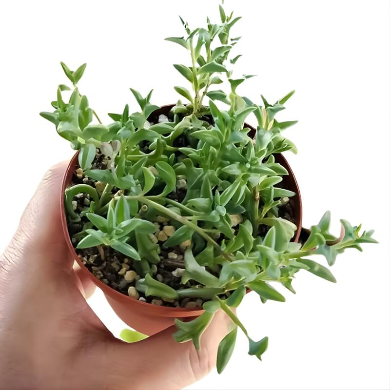 String of Dolphins Plant 4'' Inch Pot  Live Trailing Succulent Houseplant  String of Dolphins Plant Live for Shelves, Pots & Hanging Planters