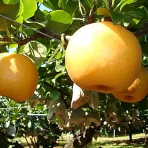 新興梨(5kg箱)10月出荷予定 鳥取県南部町