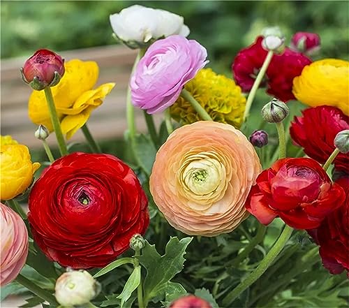 Garden Plant Seed Flower Seed 100+ Mixed Color Flowers Ranunculus Seeds Asiaticus Persian Buttercup Ranunculus Flowers Seeds Light Fragrant - Thumbnail 3