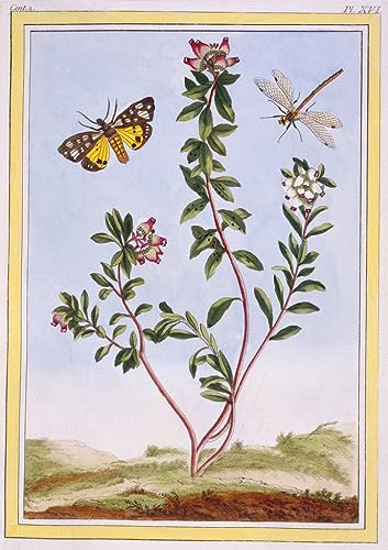 Peinture sur Toile d'Art Botanique de Pierre Buchoz, l'Arbousier des Alpes 60x90cm