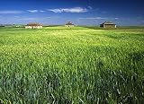  Fotografía para decorar/Obra firmada por el autor/Palomares en Tierra de Campos. Valladolid. Castilla y León. España © Javier Prieto Gallego