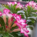 Comprar semillas de rosa del desierto, jardín, Adenium obesum ornamentales decoración de para bancales elevados para 6pcs