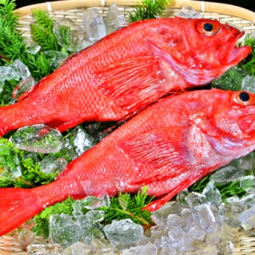 北海道紋別市 キンキ(600g前後2尾)