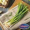 Erba Cipollina (Busta da 100g) - Spezia Aromatica Disidratata 100% Naturale Qualità Premium per Insaporire Piatti Gourmet Insalate Fresche Uova Pesce e Formaggi Senza Additivi (Erba Cipollina) #3