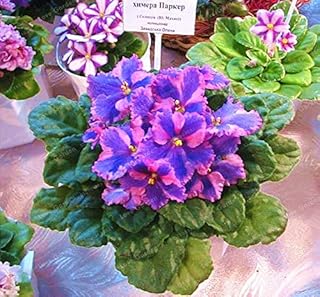. 100 PCS SaintPaulia Ionantha Bonsai Bella Bonsai Bonsai Plant of The African Fiore Violet Bonsai DIY Plants Domestic Garden: 3: Only Seeds