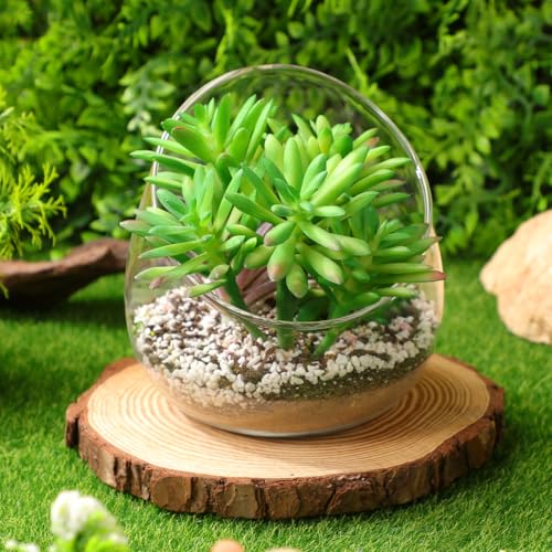 Peces y plantas en pecera de cristal transparente Cabilock 5