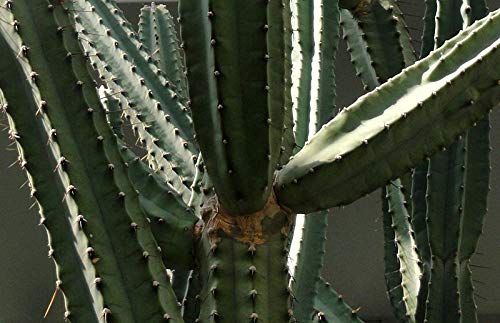 Cereus forbesii, Cereus validus Cactus Seeds (25 Seeds)