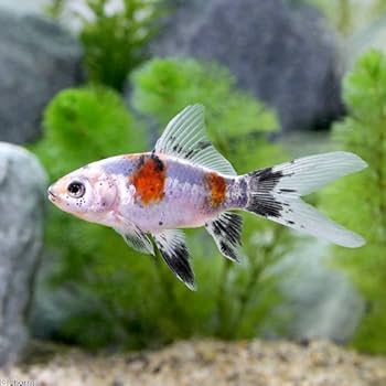 専用商品K-9541 ぐで猫チャーム(金魚) 専用商品K-9541 ぐで猫チャーム(金魚)