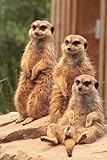  Meerkat Trio Journal: 150 page lined notebook/diary