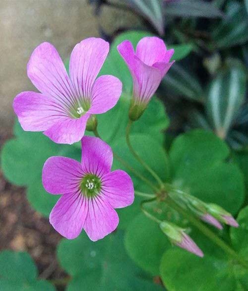 Oxalis Regnelii mix colour Flower Bulbs For Outdoor And Indoor Gardening Pack of 2 Bulb-image-45