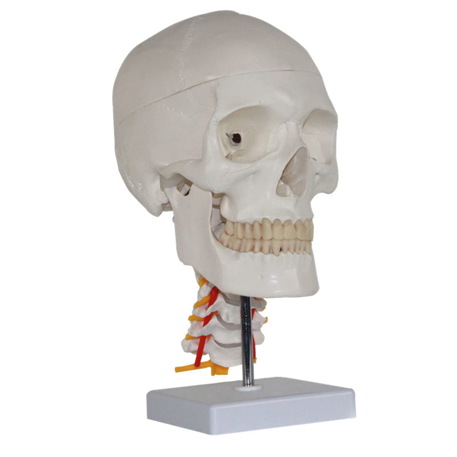 Human Skull Anatomical Model, Human Anatomical Model Skull with Cervical Spine Model, Life Size Replica with Removable Skull Cap and Base for Medical Student Human Anatomy Study Course