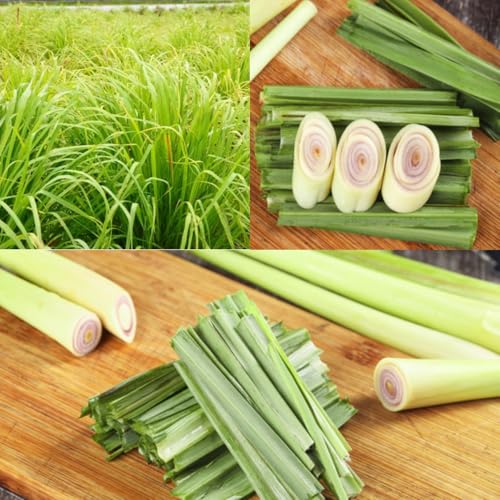 2 Lemon Grass Live Plant, Lemongrass Plants Live Well Rooted, Live Lemongrass Plant for Outside, Herbs for Planting Indoor Outdoor Garden - Thumbnail 2