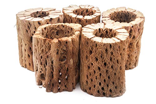 Image of 3, 6, 9, 12 Inch All Natural Teddy Bear Cholla Wood Extra Hollow Untreated Organic Aquarium Driftwood Decoration Chew Toy Shrimp Crab Cichlid Nano Tank Birds 1 or 5 Pieces (1 Piece, 3 inch)