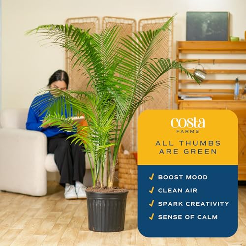 Image of Costa Farms Live Majesty Palm Tree Indoor Plant, Real 5 to 6 Feet Tall Houseplant in 12 Inch Grow Pot, Tropical Home Decor Aesthetic, Natural Air Purifying Large Floor Plants for Living Room Office