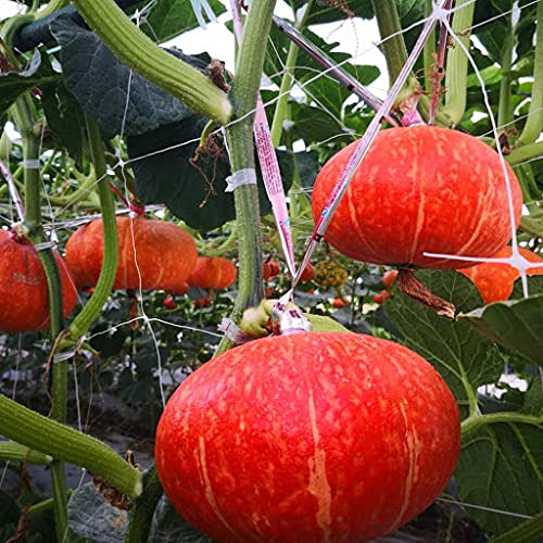 25 pezzi di semi di ortaggi di zucca Seeds ONLY