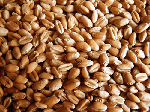 Organic Wheatgrass Seed - Certified Organic Hard Red Wheat By Powergrow (5 Pounds) #TOP2