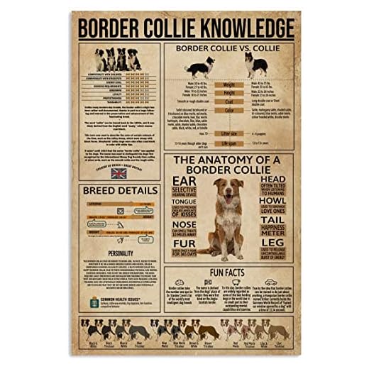 Roliga fakta om #Border #Collie Printing, #Border #Collie vanliga hälsoproblem väggkonst, information om #Border #Collie detaljbild, ingen ram – 24 x 36 tum affisch