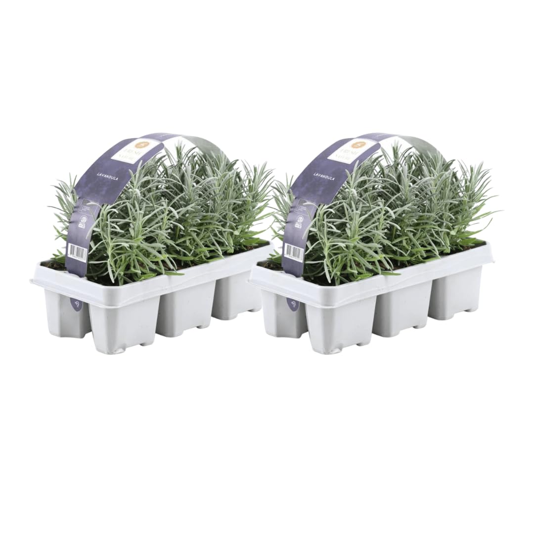 Lavandula angustifolia Echter Lavendel Duftende & 12 Pflanzen Ø7 cm 15 cm | für Garten, Balkon und Terrasse, winterhart, für Beet und Kübel, bienenfreundlich