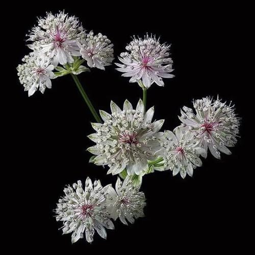 semi resistenti dell'ombrella stella, rare, decorazione del soggiorno di ombrella stellata, giardino roccioso resistenti 50pcs