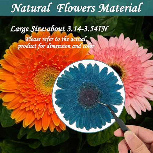 Flores secas prensadas girasoles azules grandes para manualidades miniatura 2