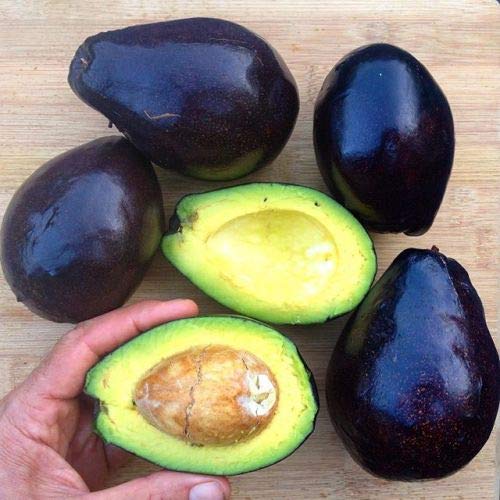 Royal Paradise Garden Rare Hybrid Purple Avocado Grafted Live Plant 1 Healthy Live Plant (B08R2VVCYS) Amazon Price History, Amazon Price Tracker