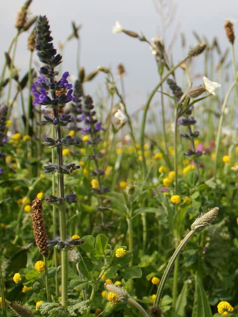 Traditional Meadow Wildflower Seeds LW1P (50g)