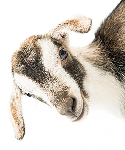 Wallmonkeys Wm347375 Baby Goat Head Peel And Stick Wall Decals (18 In H X 15 In W), Small #TOP1