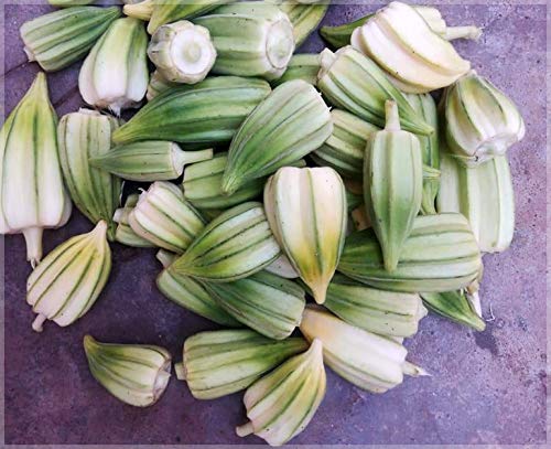 Okra White Short (Lady Finger/Bhendi) Heirloom Seeds (Pack of 20 Seeds) - GardenHunt (B08D9KN7R7) Amazon Price History, Amazon Price Tracker