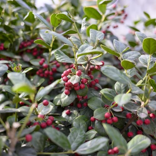 semillas de floreciente jardín plantas perennes resistentes Plantas medicinales plantas exóticas para exterior arbustos resistentes jardín seto 60pcs