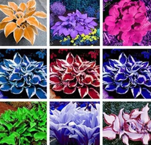 Generic 150pcs Coleus Plant Seeds Mixed