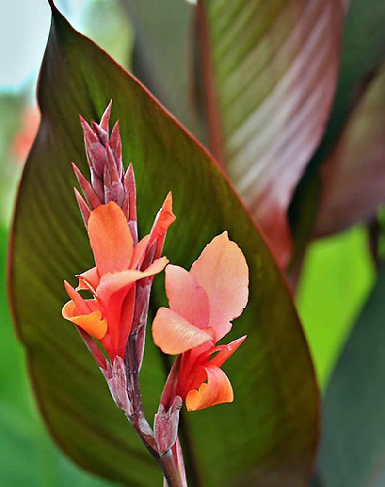 Amazon.com : Red King Humbert Canna Bulbs for Planting - Canna Lily, Large  Flowering Bulbs | Long-Lasting Blooms, Easy to Grow (2 Pack) : Patio, Lawn  & Garden