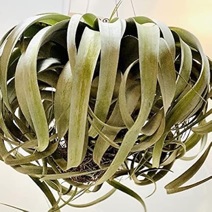 Amazon 観葉植物 エアープランツ チランジア 開花株 キセログラフィカ 現品3番 観葉植物 オンライン通販 Amazon 観葉植物 エアープランツ チランジア 開花株 キセログラフィカ 現品3番 観葉植物 オンライン通販