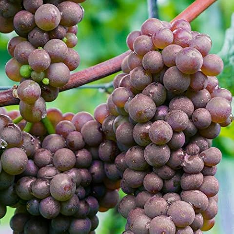 White Grape Vitis Generosa Garden Plant Cover