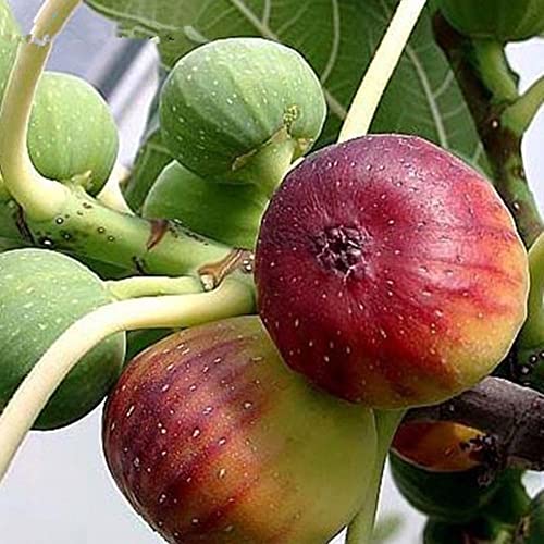 Haloppe 100 Stück Feigenfruchtsamen für die Bepflanzung des Hausgartens, Feigen Ficus Carica Samen Hausgarten Bauernhof Hof Obstpflanze Bonsai Dekor – Bild 3