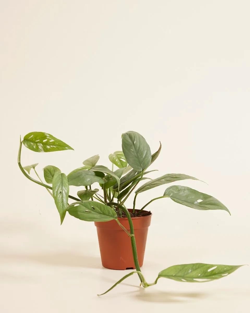 Cebu Blue Pothos 4” – Live Indoor Plant | Rare Silver-Blue Trailing Vine | Easy Care, Fast Growing, Low Light Houseplant – ISHY PLANT