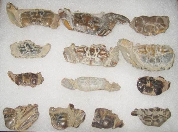 Amazon.co.jp: 日本の化石 千葉県幕張のカニ化石/たくさん 一ケース