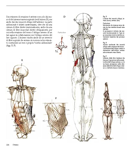 Struttura Uomo In Movimento. Manuale Di Anatomia Artistica - 18