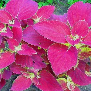 Outsidepride Coleus Jazz Velvet - 100 Seeds Outsidepride Coleus Jazz Velvet - 100 Seeds