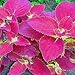 Outsidepride Coleus Jazz Velvet - 100 Seeds