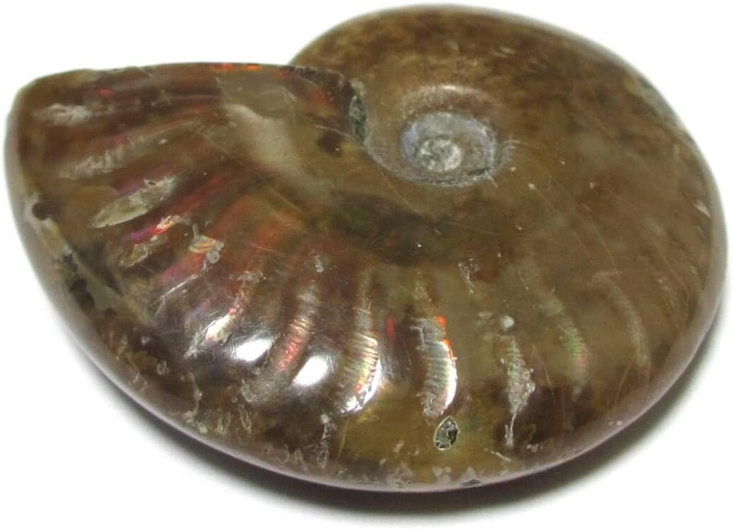 三葉虫 化石 三葉虫化石 究極のレトロ fossil ボリビア産 化石管理番号⑮