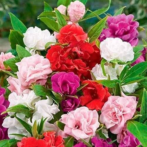 Seedbazar Balsam Mix Flower Seeds (50 Seeds) Summer Blooming Ornamental Variety for Home Garden | Fast Growing Flower Seeds for Pots Balcony Terrace & Garden Beds
