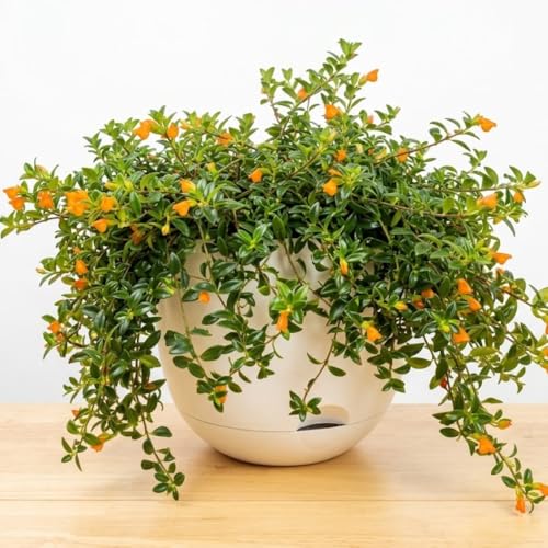 Orange Goldfish Plants Live Houseplants Tropical Goldfish Plant in 4 Inches Pot 4-7 Inches Height Vibrant Trailing Plant for Home Office Decor