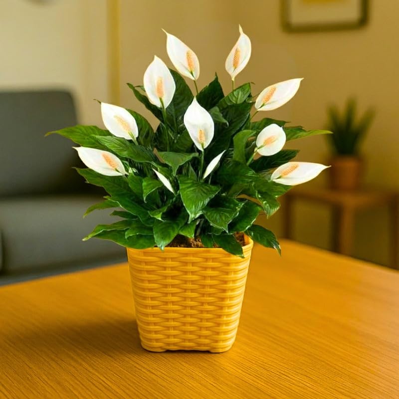 Breathe Clean Air: Live Peace Lily Plant with Pot | Proven Air Purifier for Indoor Spaces | With 3 Inch Pot (Pack Of 1)-image-8