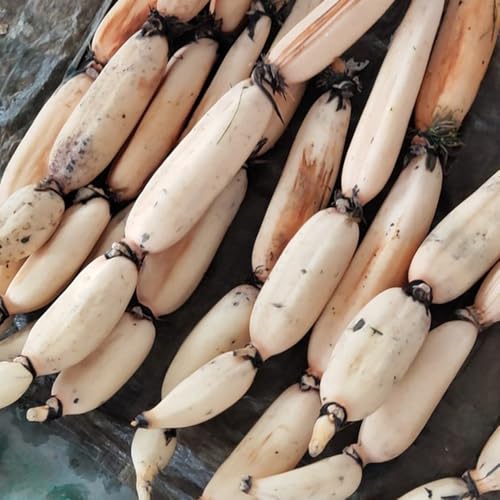 semillas de raíz de loto resistentes para el jardín en variedades antiguas decorar la oficina invierno 1pcs