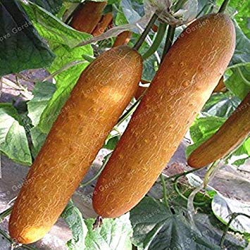 Potseed . Cucumber 20 Pcs Japanese Rare Purple Cucumber Vegetable for Home Garden Planting Fruit : 1
