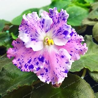 . 100 PCS Saintpaulia ionantha Bonsai Bella pianta Bonsai Bonsai del Fiore African Violet Bonsai FAI da te piante di giardino domestiche: 1: Only Seeds